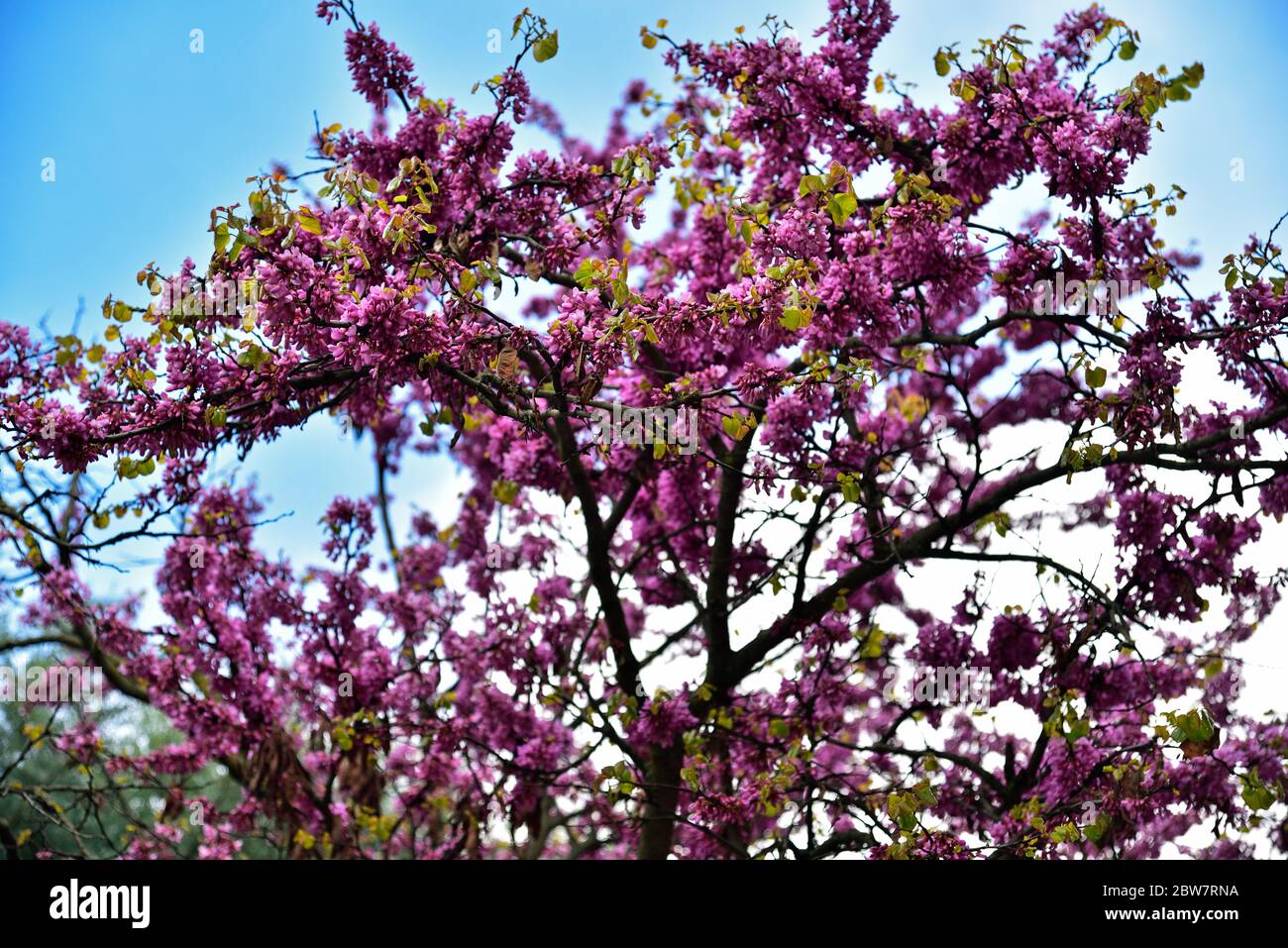 Magnifique arbre en fleurs dans les jardins Sabatini de Madrid. Banque D'Images