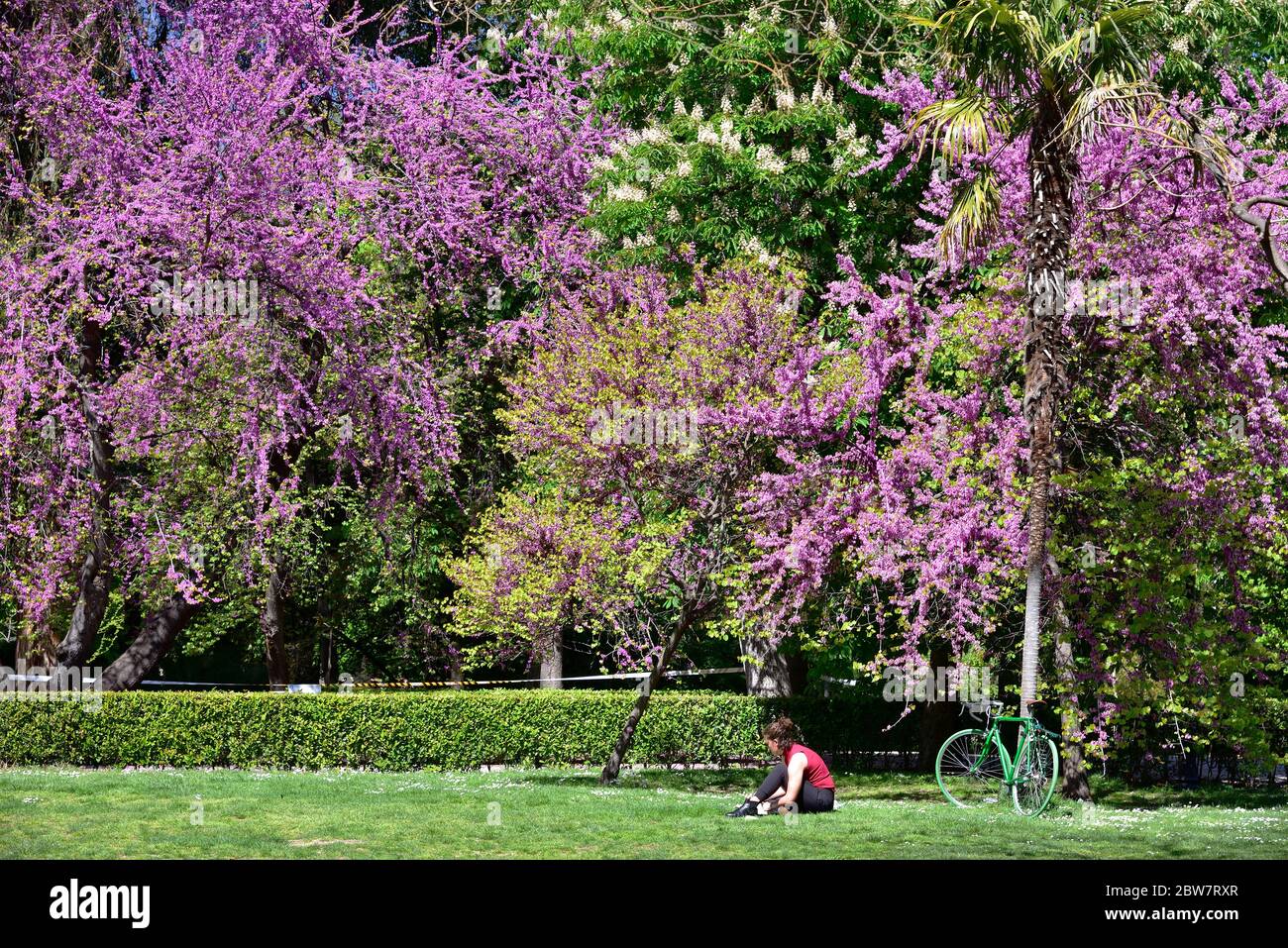 MADRID / ESPAGNE - 12 AVRIL 2019 - une jeune femme lit des livres sous un beau arbre en fleurs dans les jardins publics de la bonne retraite (Jardines del Buen Banque D'Images