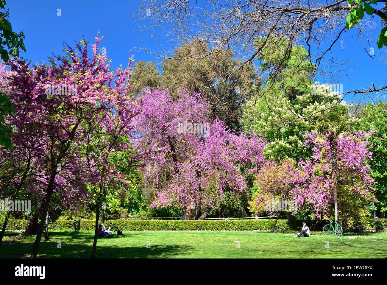 MADRID / ESPAGNE - 12 AVRIL 2019 - les jeunes lisent des livres sous un beau arbre en fleurs dans les jardins publics de la bonne retraite (Jardines del Bue Banque D'Images