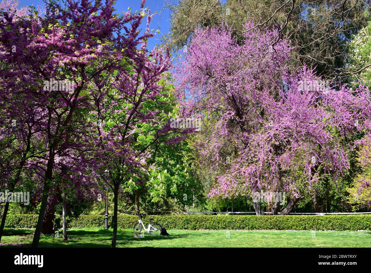 Le vélo sous un beau arbre en fleurs dans les jardins publics de la bonne retraite (Jardines del Buen Retiro), le principal parc de la ville de Madrid, capi Banque D'Images