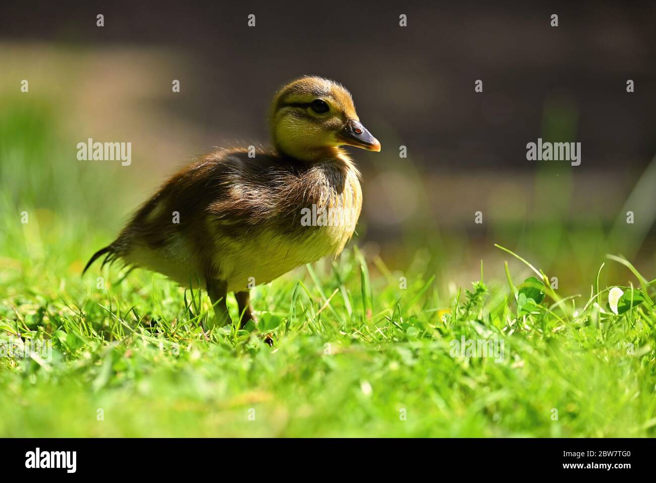 Bebe Canard Mandarin Banque D Image Et Photos Alamy