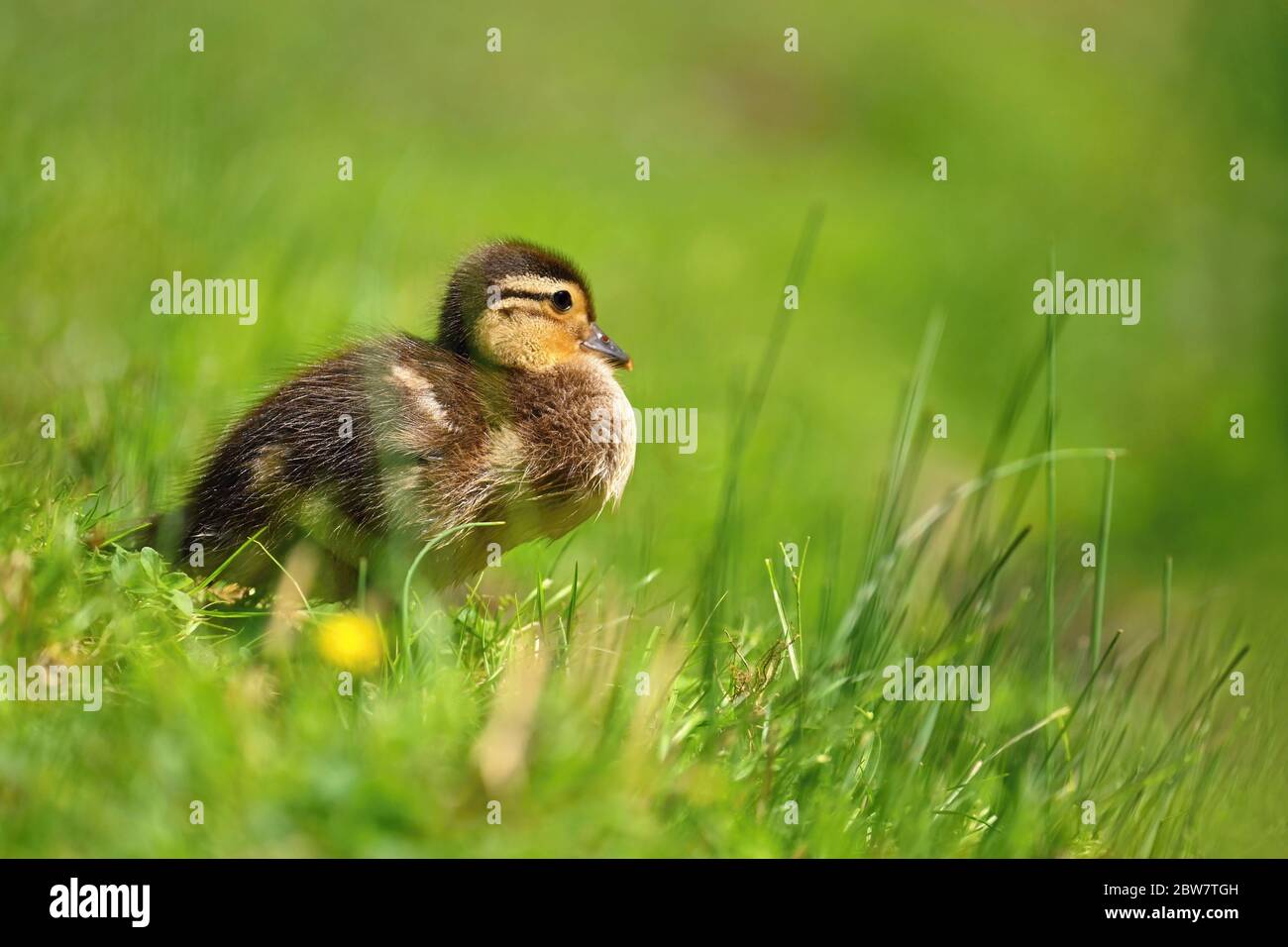 Bebe Canard Mandarin Banque D Image Et Photos Alamy