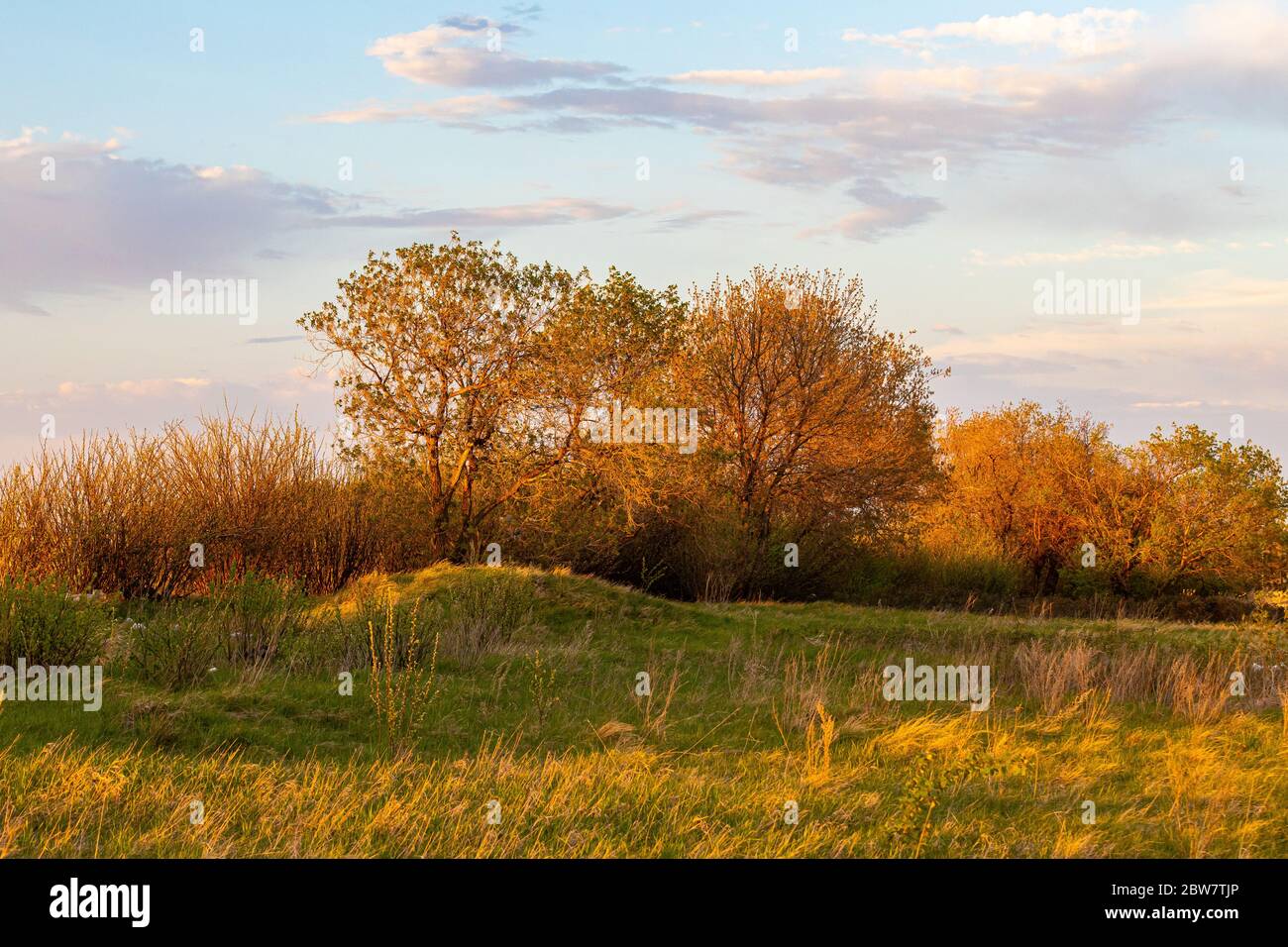 Le soleil couchant diffuse une lumière douce orange du soleil sur un groupe d'arbres près de Saskatoon Saskatchewan, Canada, pendant l'heure d'or du soir. Banque D'Images