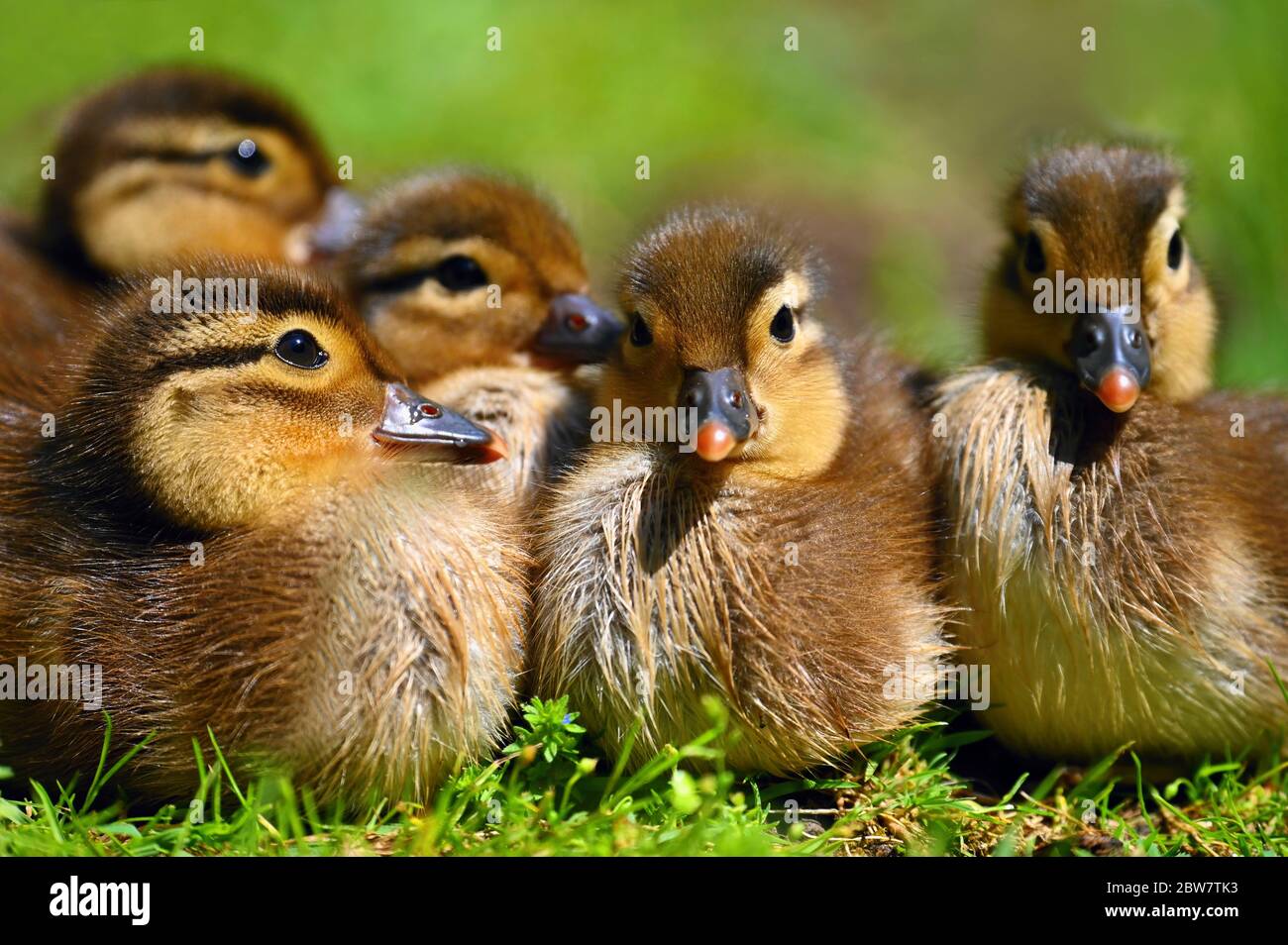 Bebe Canard Mandarin Banque D Image Et Photos Alamy