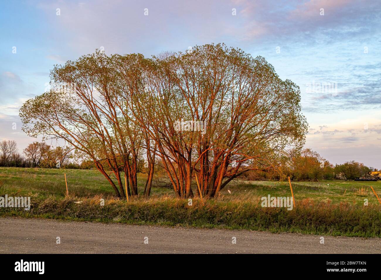 Le soleil couchant diffuse une lumière douce orange du soleil sur un groupe d'arbres près de Saskatoon Saskatchewan, Canada, pendant l'heure d'or du soir. Banque D'Images