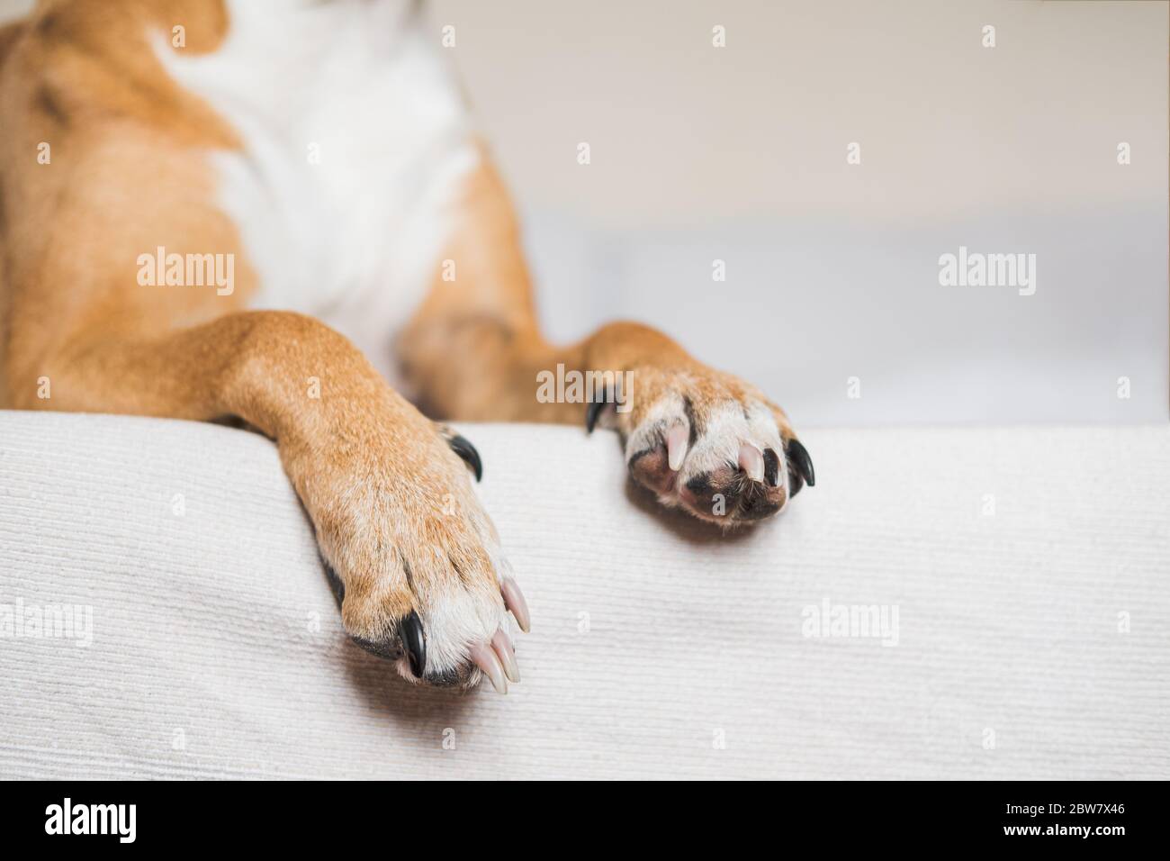 Pattes d'un chien sur un lit blanc propre, vue rapprochée. Animaux domestiques à la maison, alwing chiens sur le canapé Banque D'Images