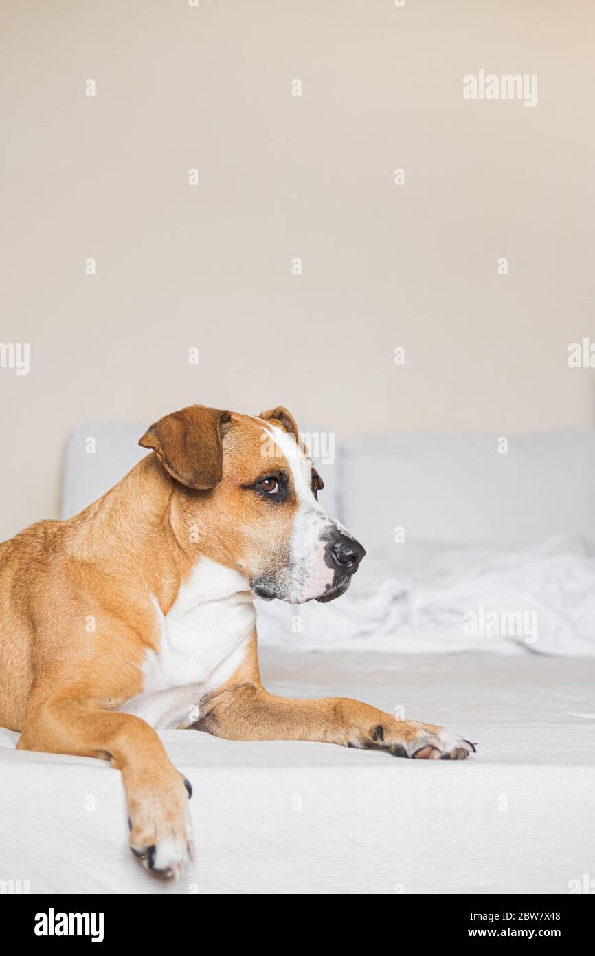 Staffordshire terrier sur un lit blanc propre. Animaux domestiques à la maison, alwing chiens sur le canapé Banque D'Images