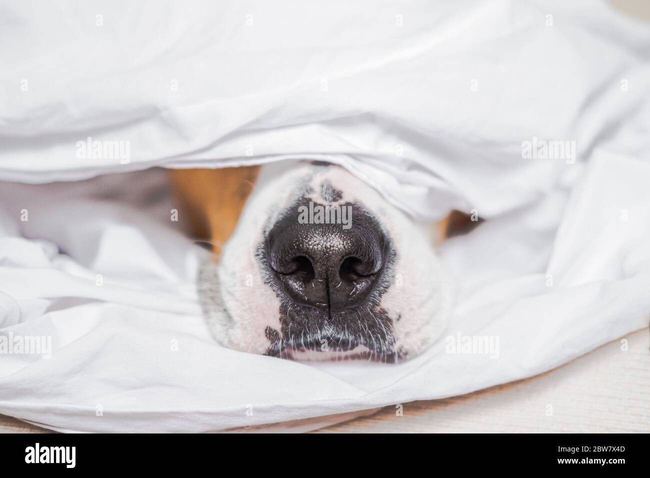 Nez de chien dans un lit blanc. Les animaux de compagnie incarnant un sommeil et un repos Banque D'Images