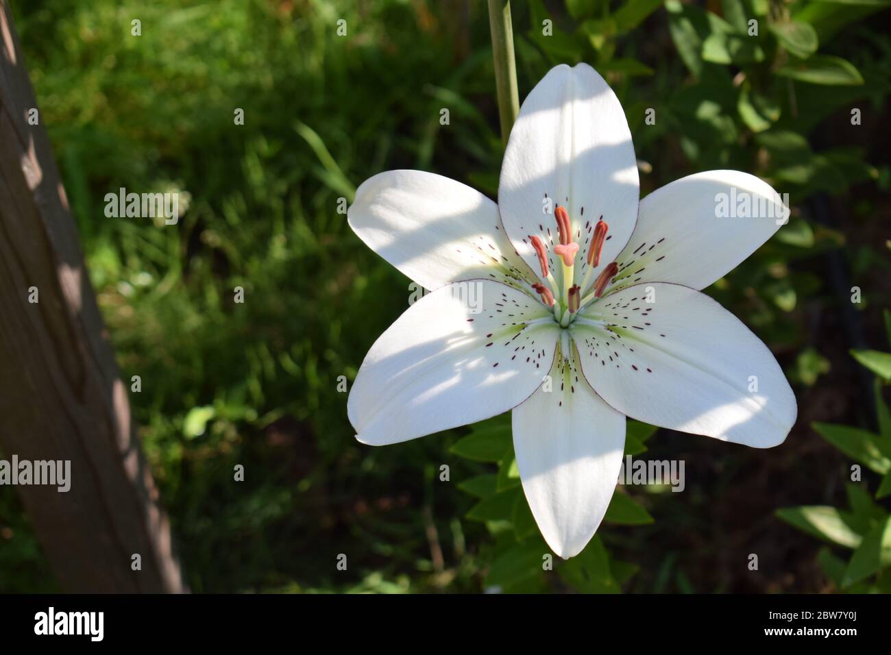 L'eyeliner Lilium Banque D'Images