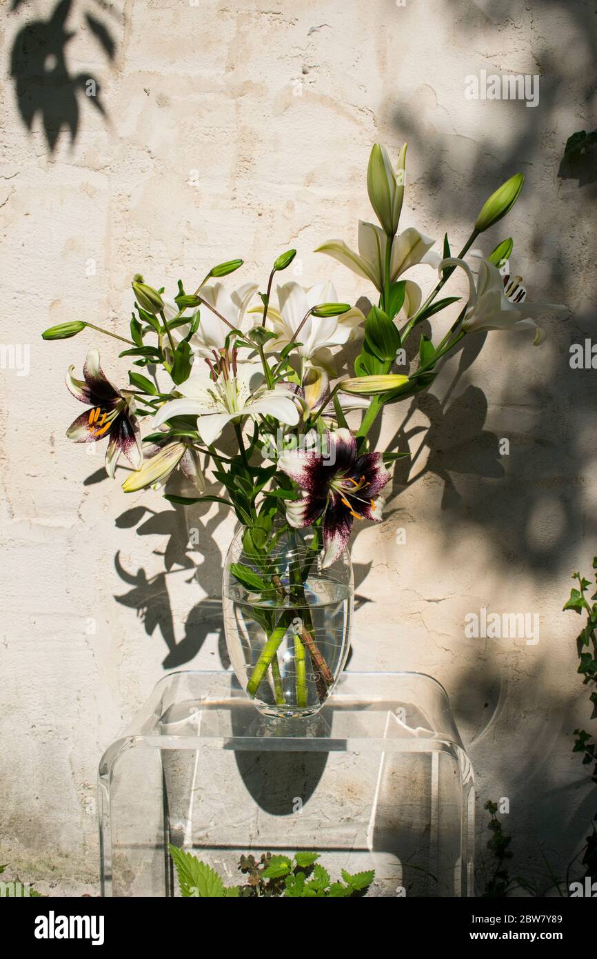 Bouquet de lys Stratacciella Event et eyeliner Banque D'Images