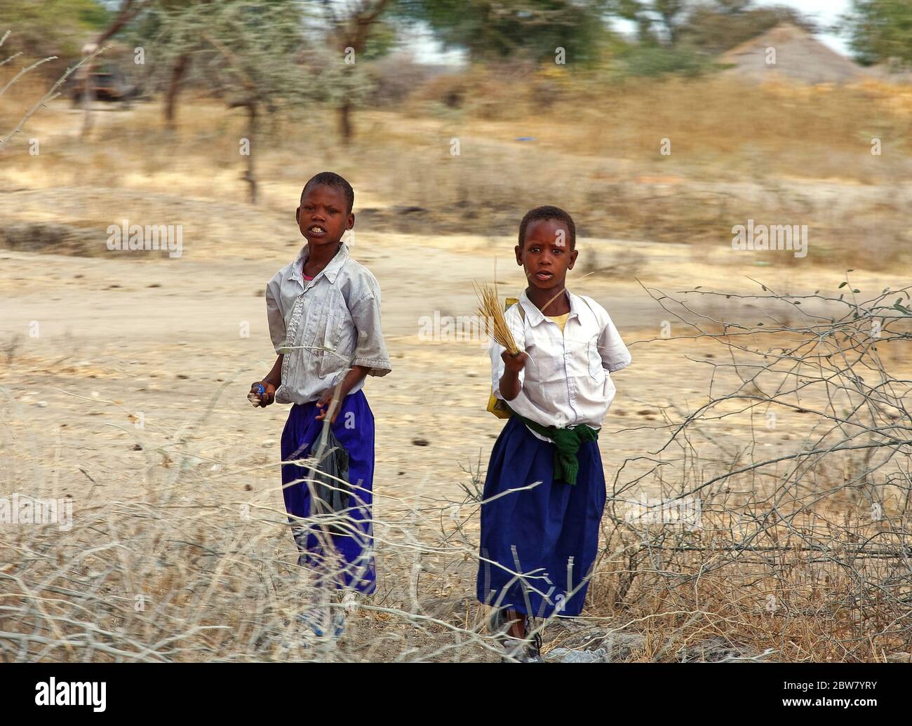 Deux garçons, uniformes scolaires, chemises blanches, pantalons bleu royal, cueillette de l'herbe séchée, pas sourire, Tanzanie; Afrique Banque D'Images