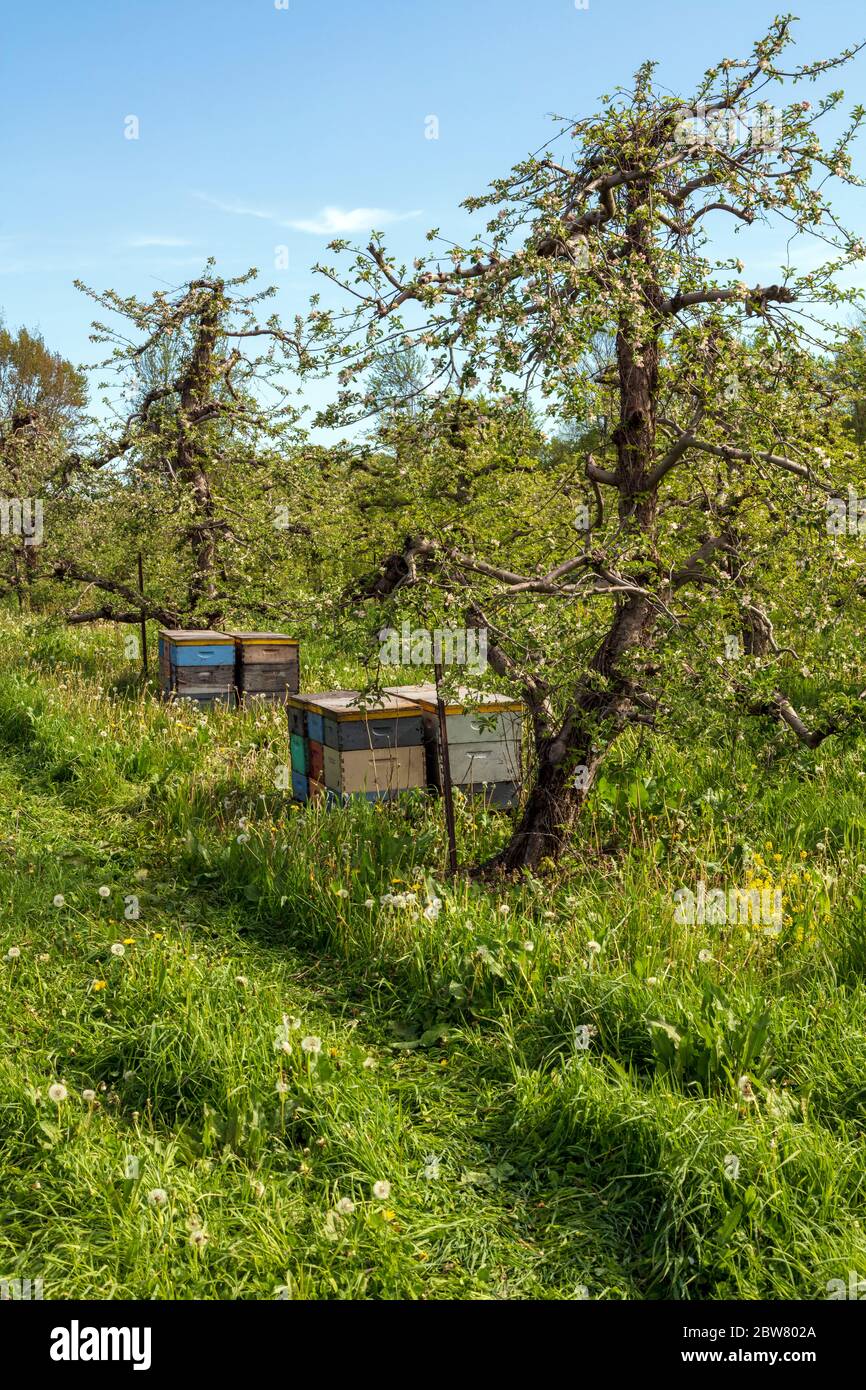 Ruches d'abeilles dans Apple Orchard, Spring, SW Michigan, Etats-Unis, par James D Coppinger/Dembinsky photo Assoc Banque D'Images