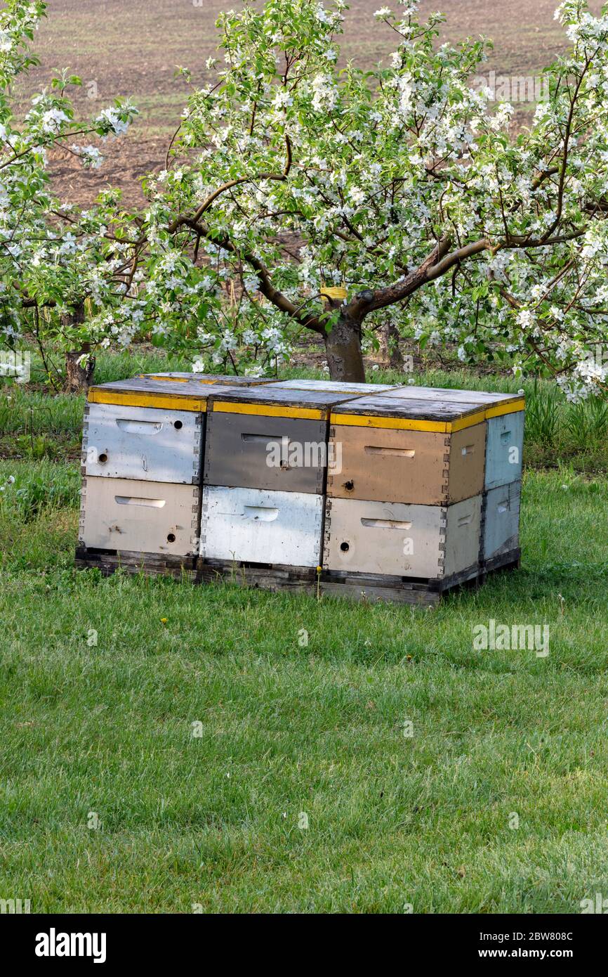 Ruches d'abeilles dans Apple Orchard, Spring, SW Michigan, USABY James D Coppinger/Dembinsky photo Assoc Banque D'Images