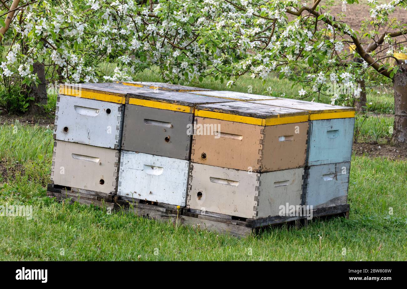 Ruches d'abeilles dans Apple Orchard, Spring, SW Michigan, USABY James D Coppinger/Dembinsky photo Assoc Banque D'Images