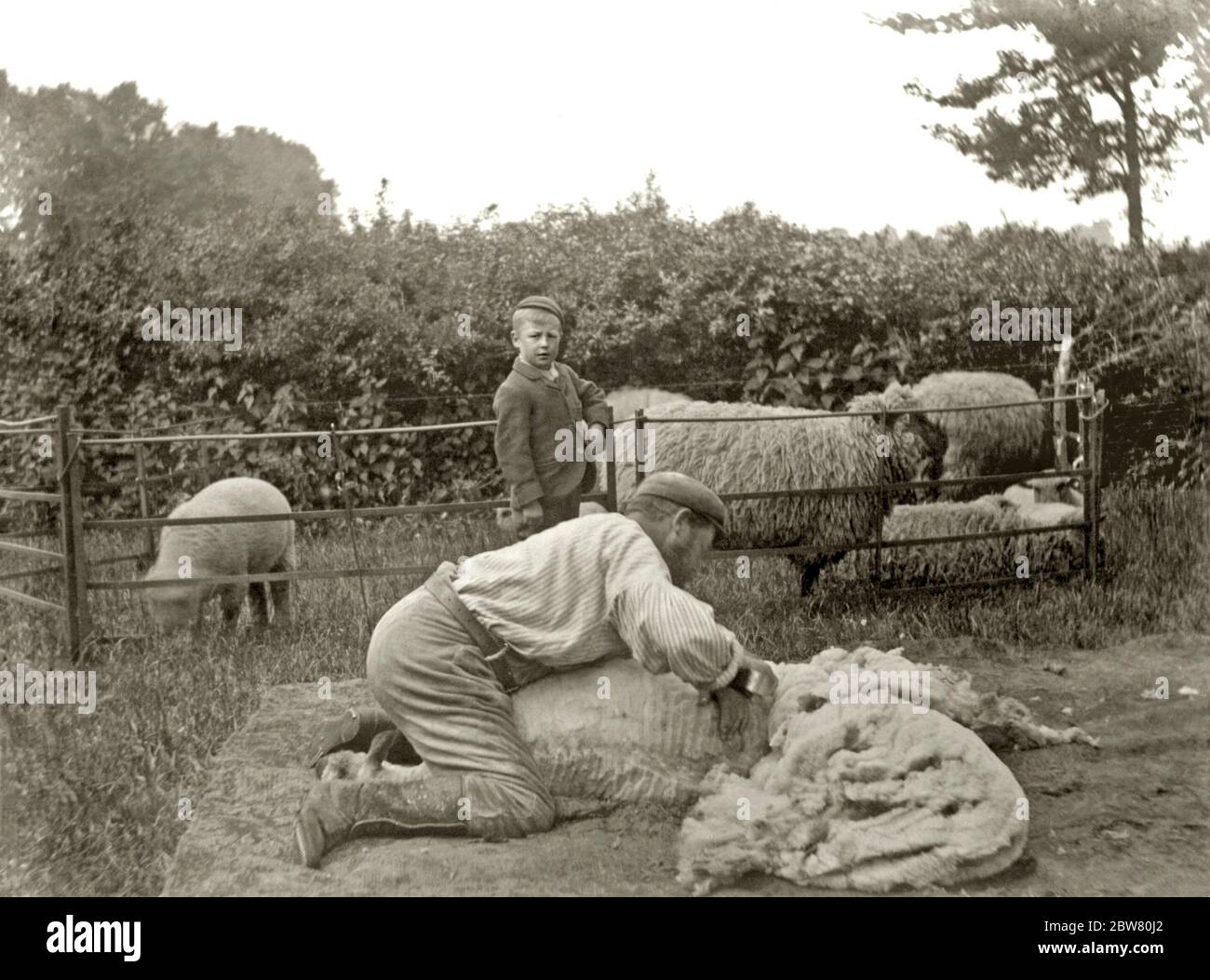 Un ouvrier agricole victorien sur ses mains et ses genoux cisaillant un mouton à l'aide de cisaille à main tandis qu'un petit garçon regarde, dans une ferme de Gloucestershire, Angleterre, Royaume-Uni c. 1900. D'autres moutons sont dans un stylo. Banque D'Images