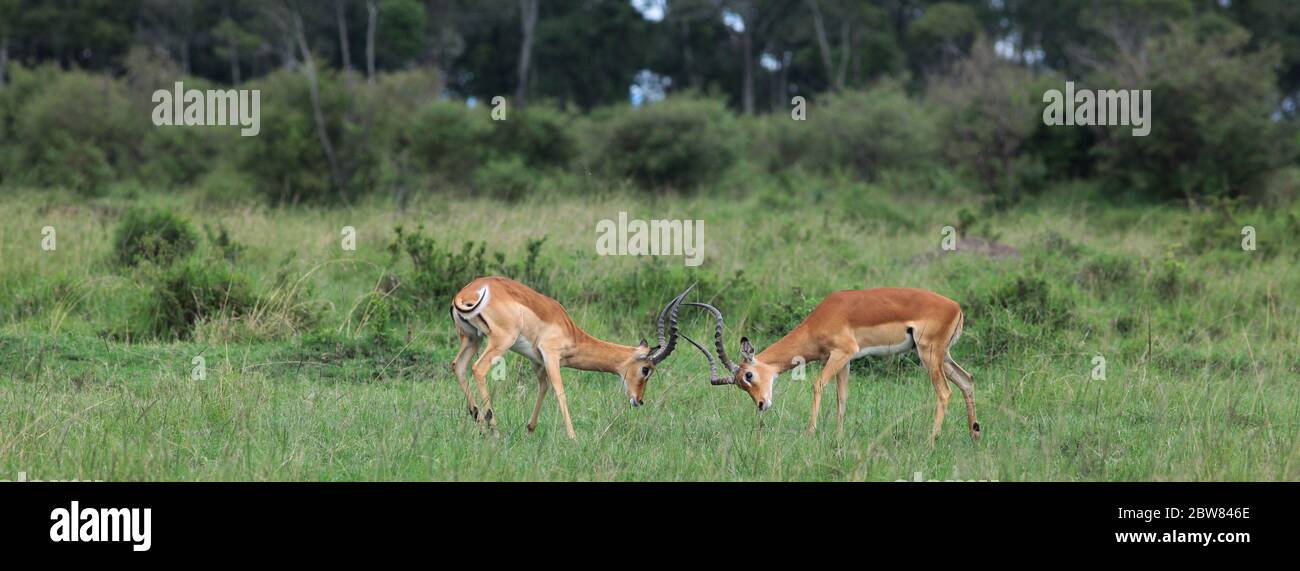 Deux mâles Impala se sont yeux dans les prairies verdoyantes de la savane kenyane, juste avant que les fourmis-naissent violemment au combat Banque D'Images