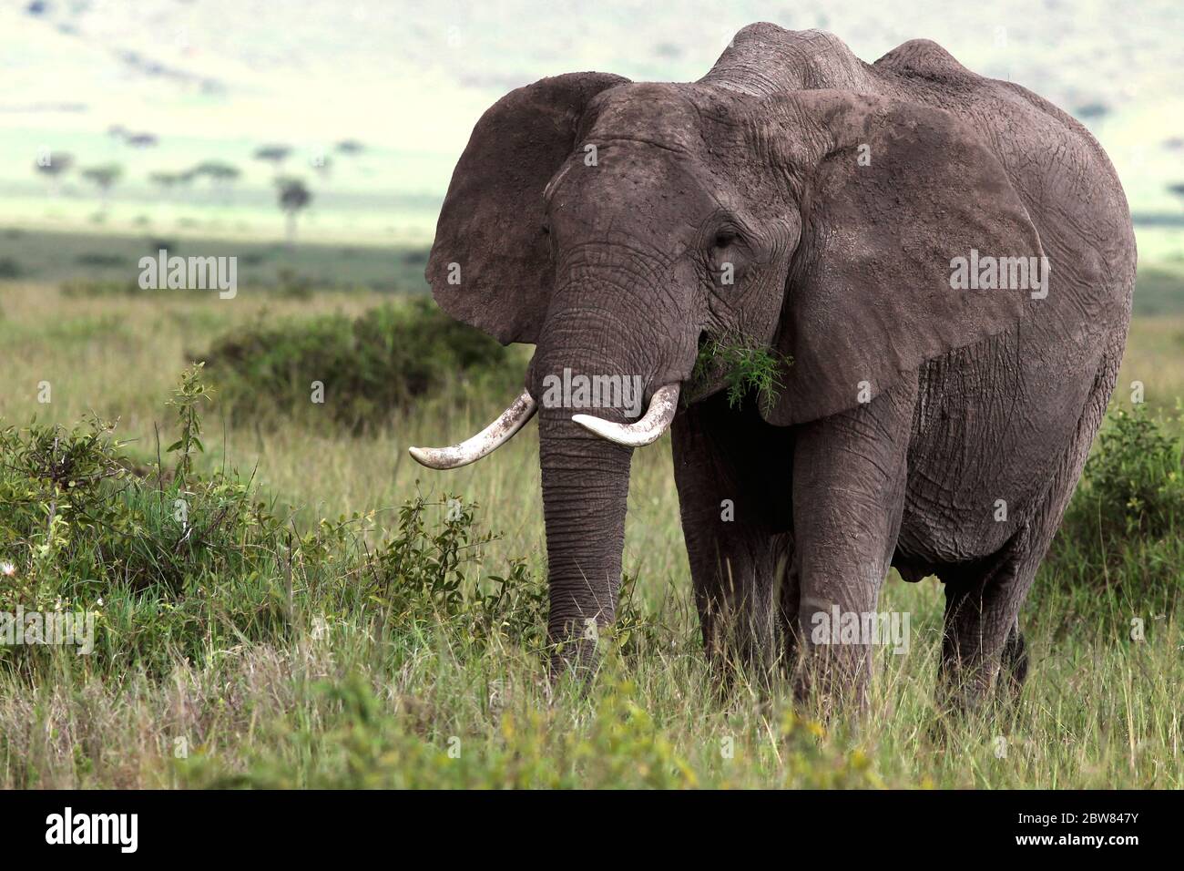 Un vieux taureau d'éléphant avec de grandes défenses se saisit paisiblement dans la savane kenyane et a une touffe verte dans sa bouche Banque D'Images
