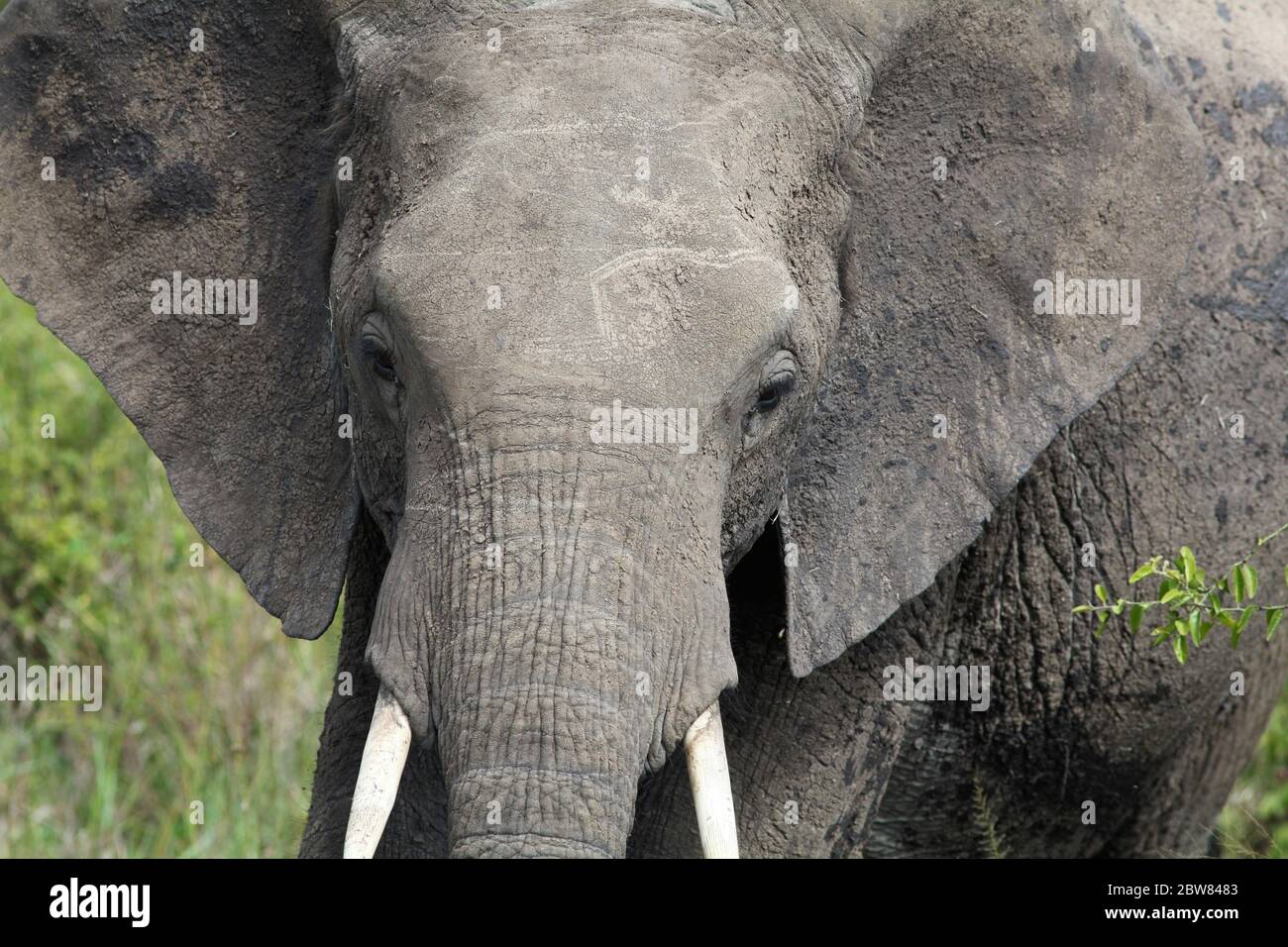 Portrait d'un jeune éléphant avec des défenses courtes et des oreilles surélevées, vue frontale de la tête, gros plan Banque D'Images