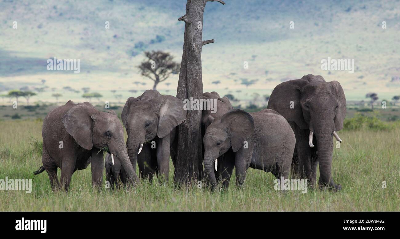 Rassemblés autour d'un tronc d'arbre, des éléphants de différents âges s'amadent paisiblement dans la savane kenyane Banque D'Images