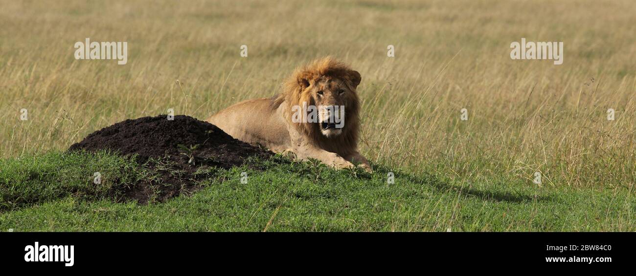 Le Roi Lion se trouve majestueusement et attentivement sur une petite colline au soleil de la savane kenyane et observe les environs Banque D'Images