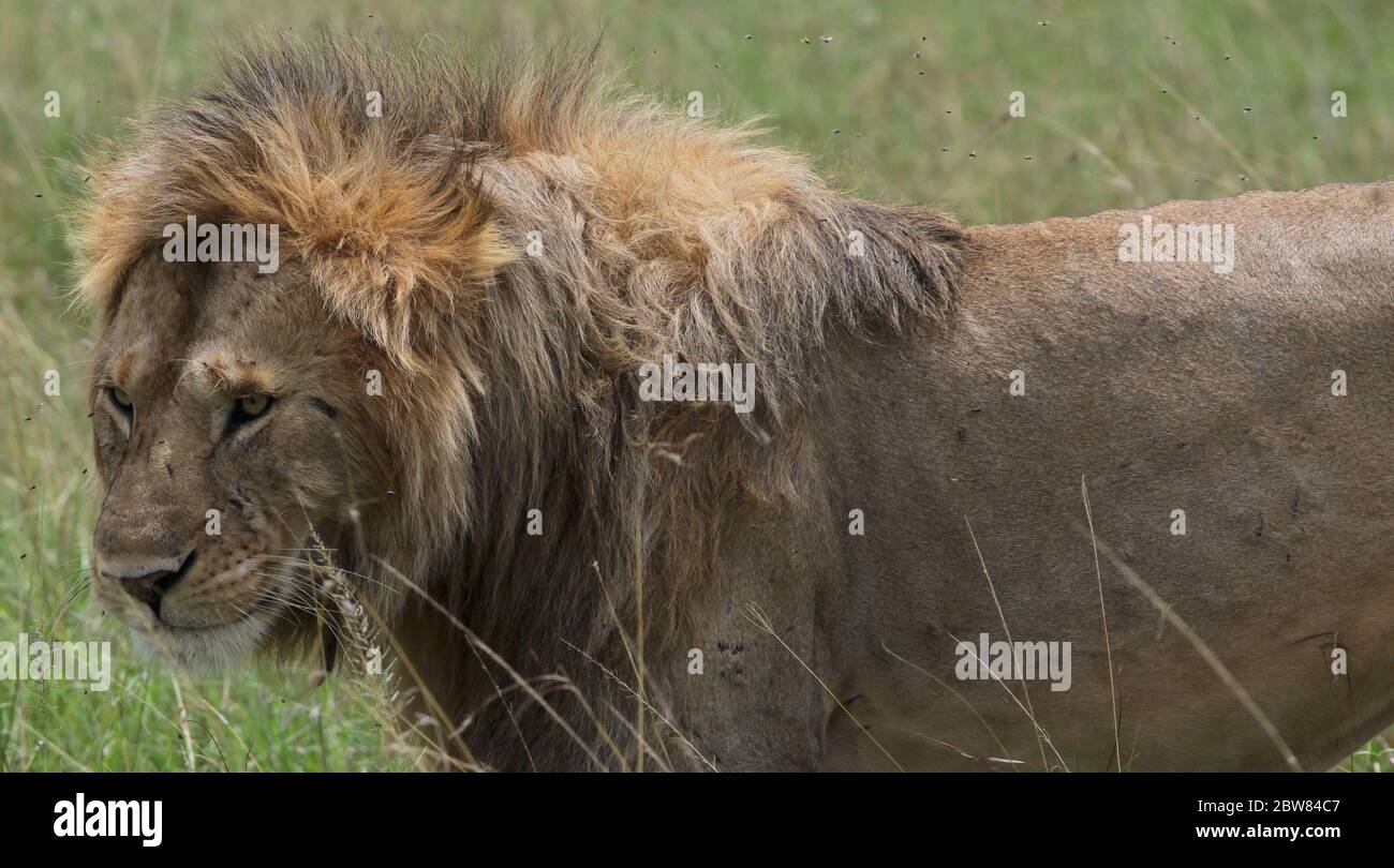 Portrait du Roi Lion avec une forte manie rôde l'herbe sèche de la savane kenyane entourée de nombreuses mouches Banque D'Images