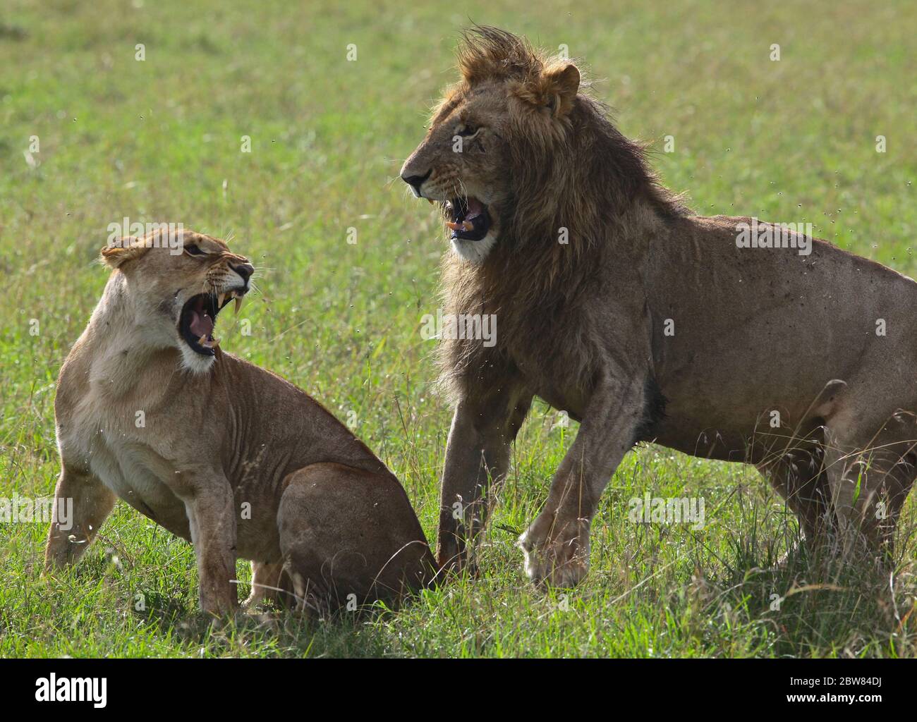 une lionne prête à s'accoupler se fend d'un lion mâle, tous deux ont une large bouche ouverte en défense Banque D'Images