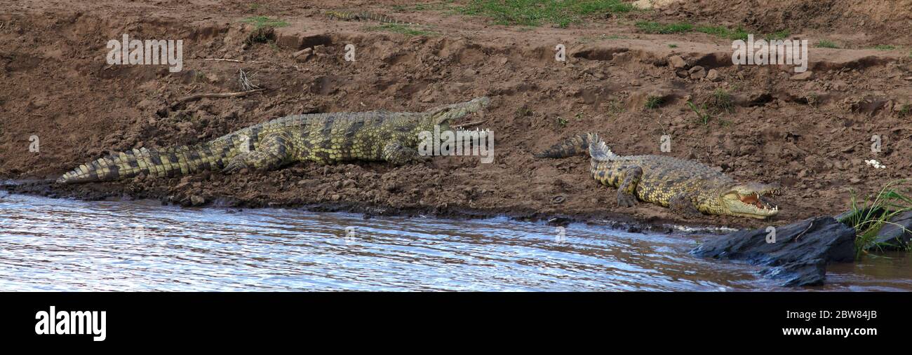 Deux crocodiles du Nil sont avec leur bouche large ouverte sur le bord brun boueux de la rive du fleuve Mara Banque D'Images