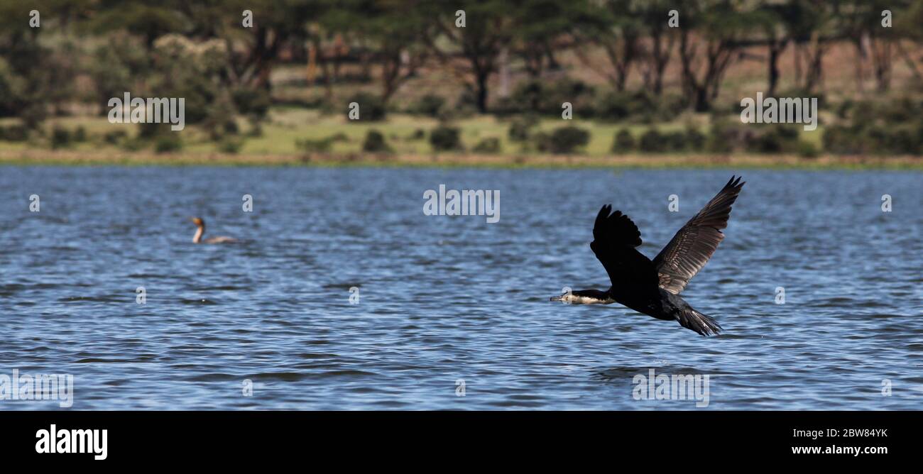 Un cormorant vole près de la surface bleue et ondulée de l'eau au-dessus du lac Naivasha, dans le fond flou un grand grebe crevé et la rive verte Banque D'Images
