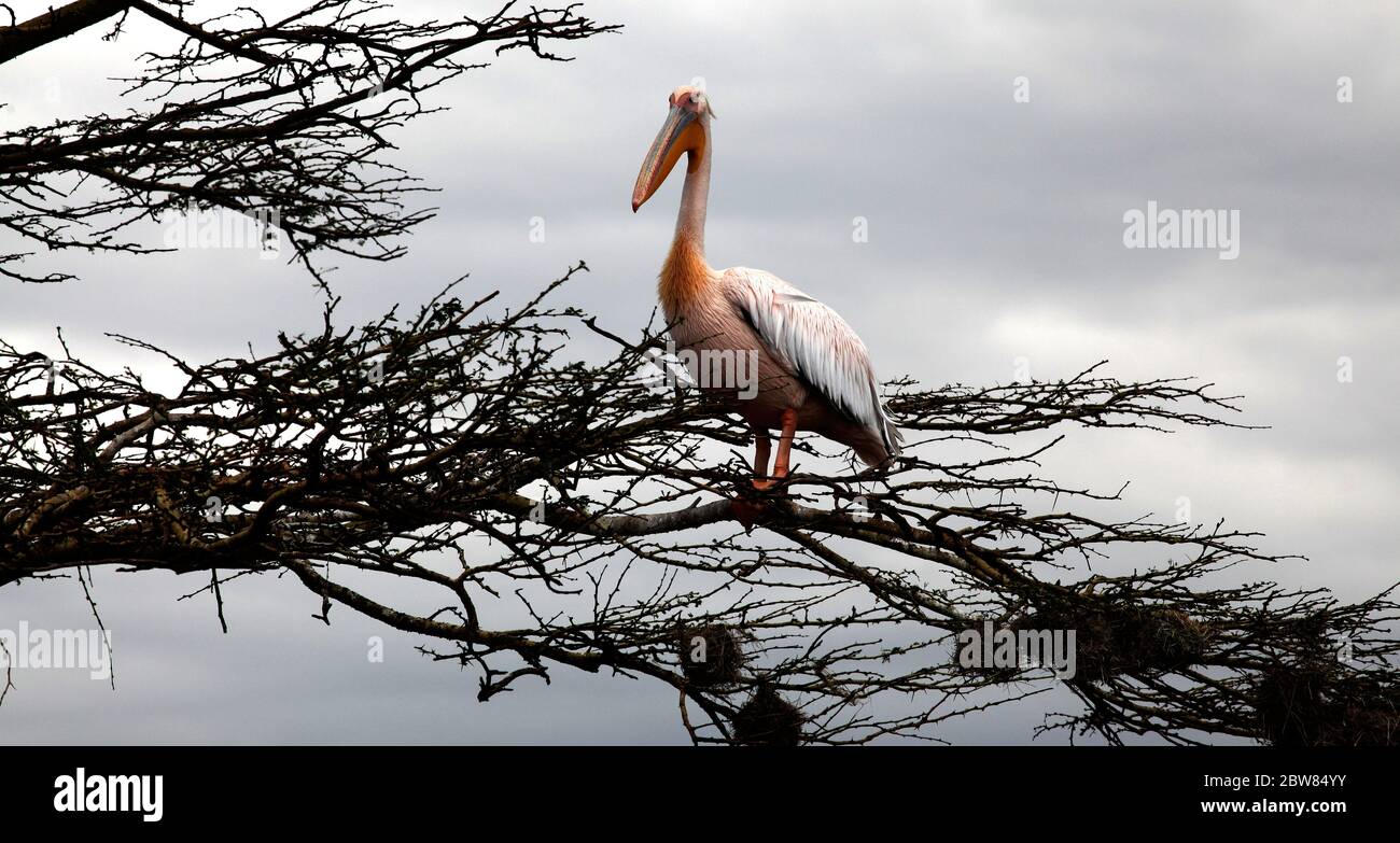 un pélican rosé est placé haut dans un arbre sec. En arrière-plan ciel gris foncé d'un orage imminent Banque D'Images