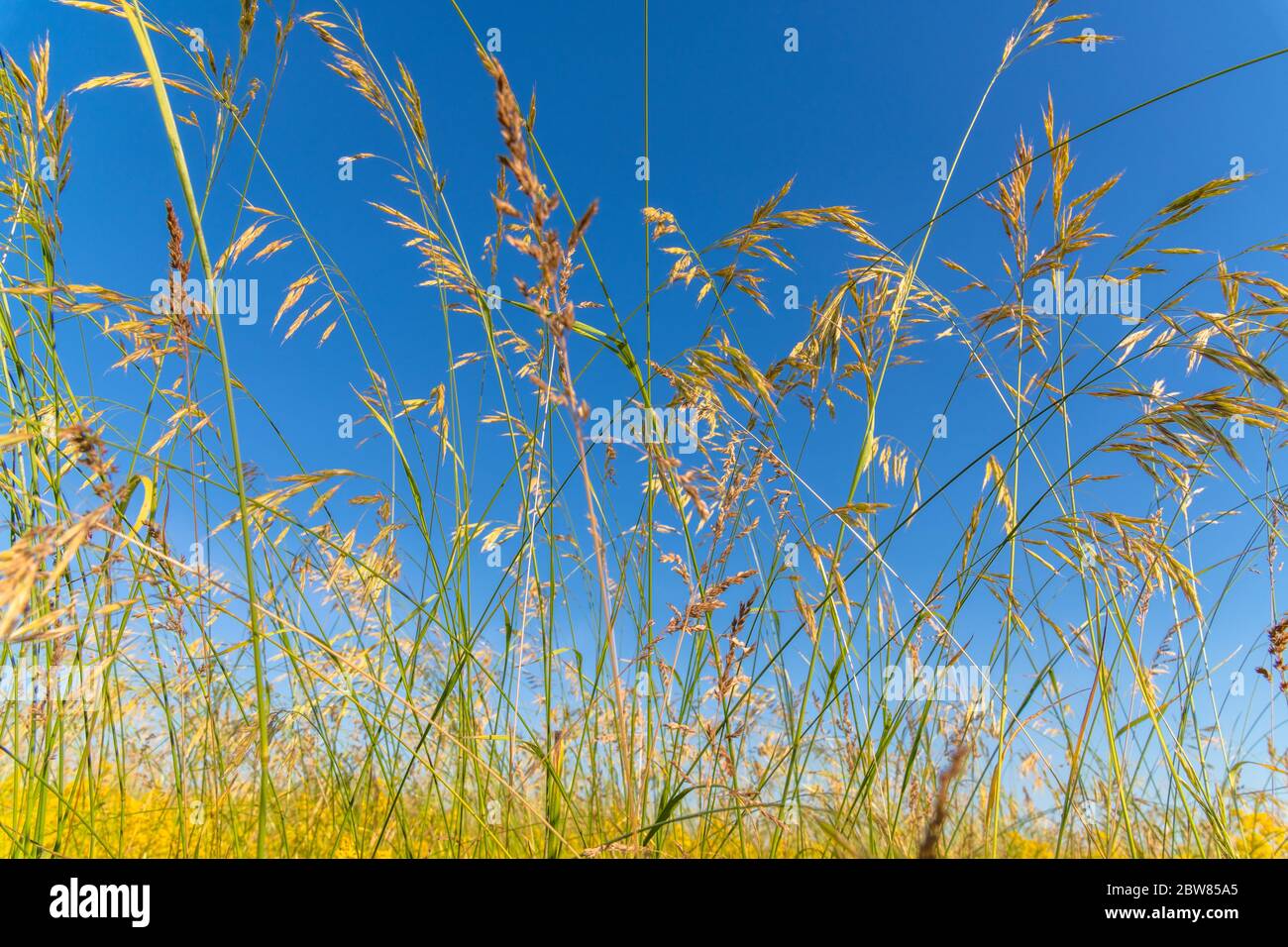 L'avoine sauvage contre un ciel bleu Banque D'Images