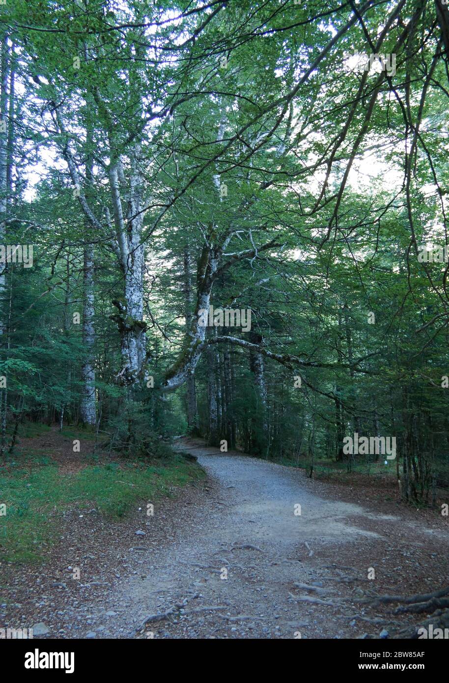 Sentier sur une forêt Banque D'Images