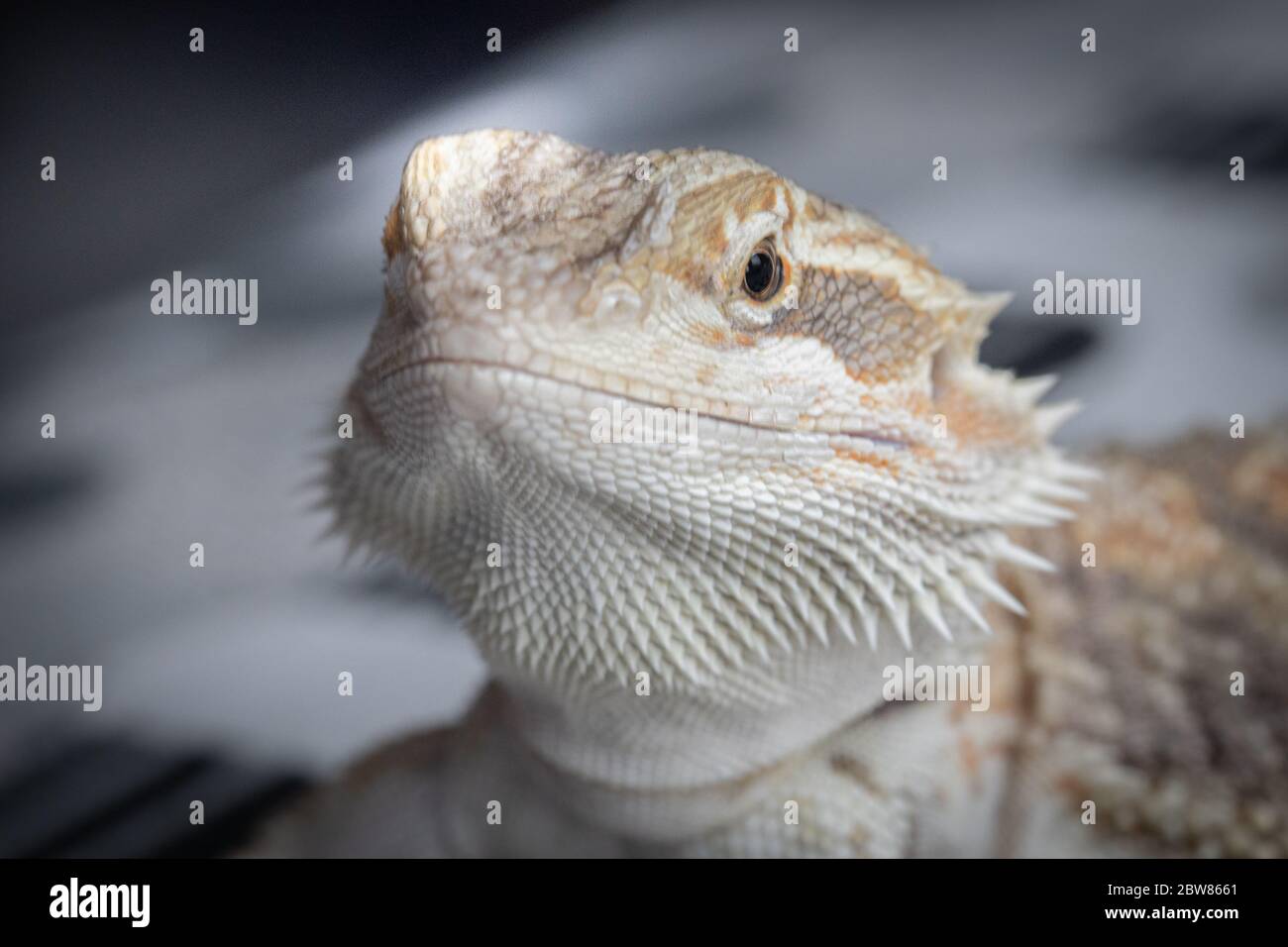 Reptile de lézard d'animal de compagnie de dragon barbu Banque D'Images