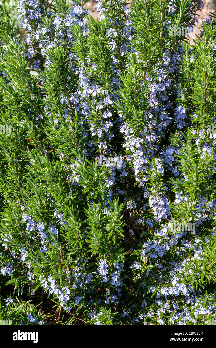 Plante de romarin en fleur Banque D'Images