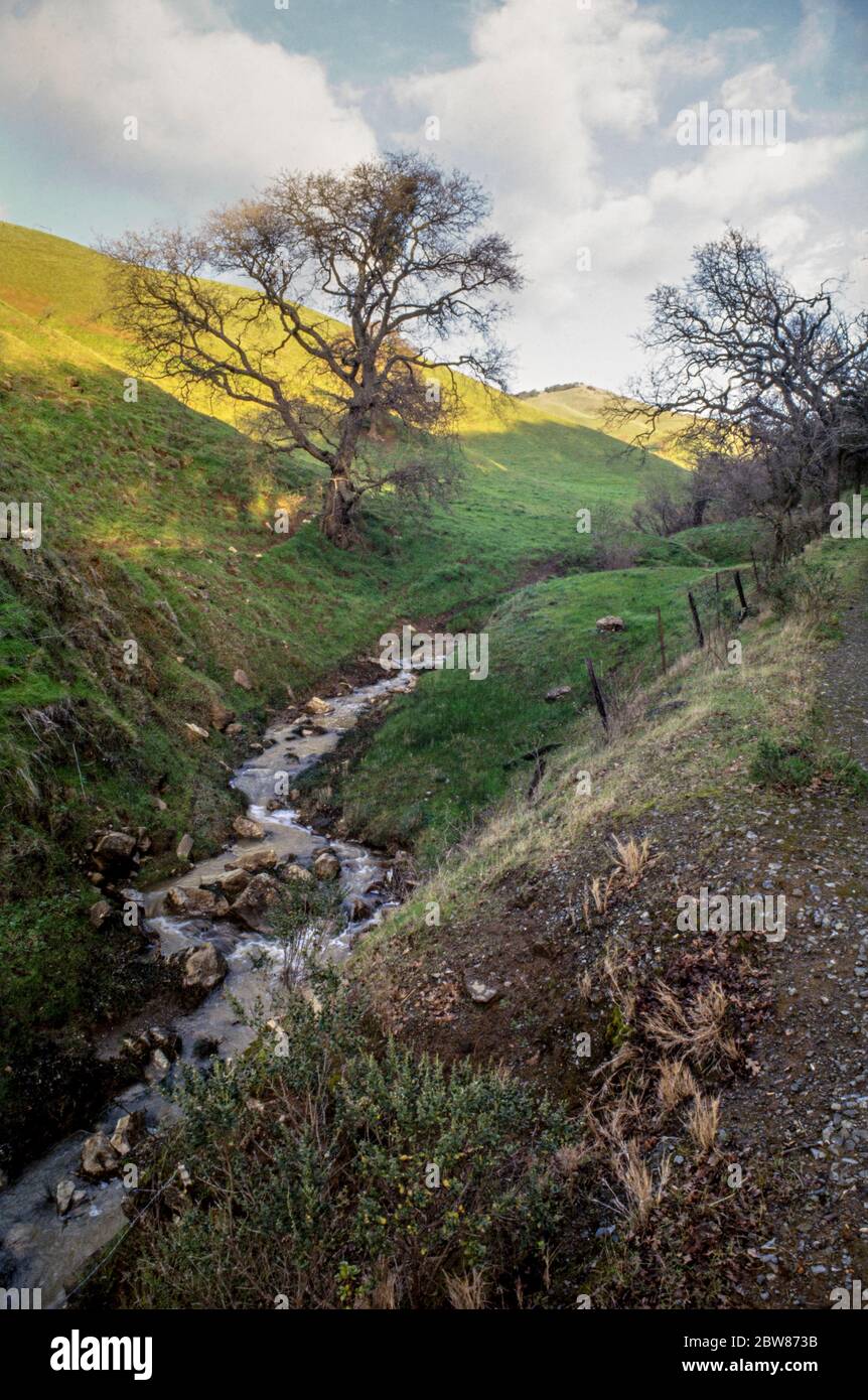 Paysage vertical d'un ruisseau éphémère, Valley Oak Tree, Hills, et Sky près de Mt Diablo et de la mine de diamants noirs à Clayton, Californie. Banque D'Images