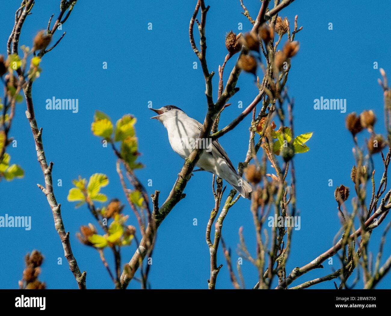 Blackcap (Sylvia atricapilla) perché dans un arbre, Pentland Hills, Midlothian, Écosse Royaume-Uni Banque D'Images Blackcap (Sylvia atricapilla) perché dans un arbre, Pentland Hills, Midlothian, Écosse Royaume-Uni Banque D'Images