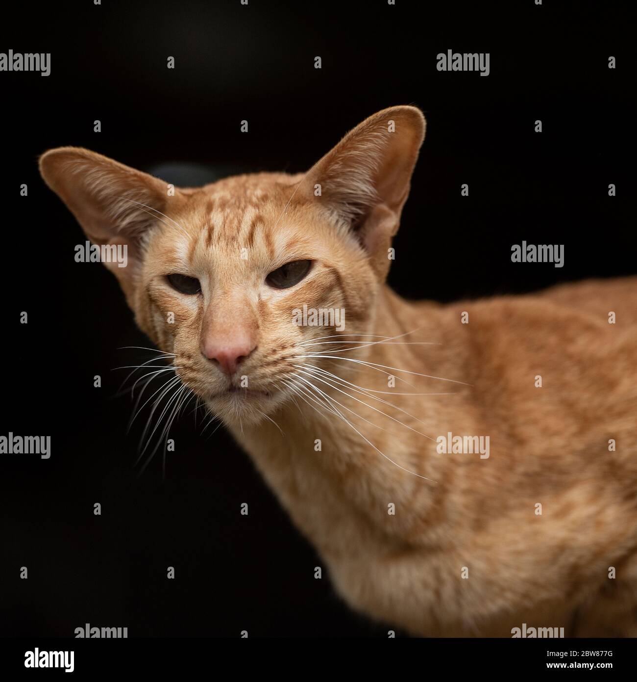 chat à motif stéthair oriental Banque D'Images