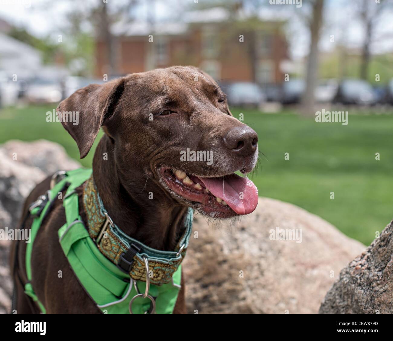 Portrait d'un chien marron souriant debout sur les rochers dans un parc municipal Banque D'Images
