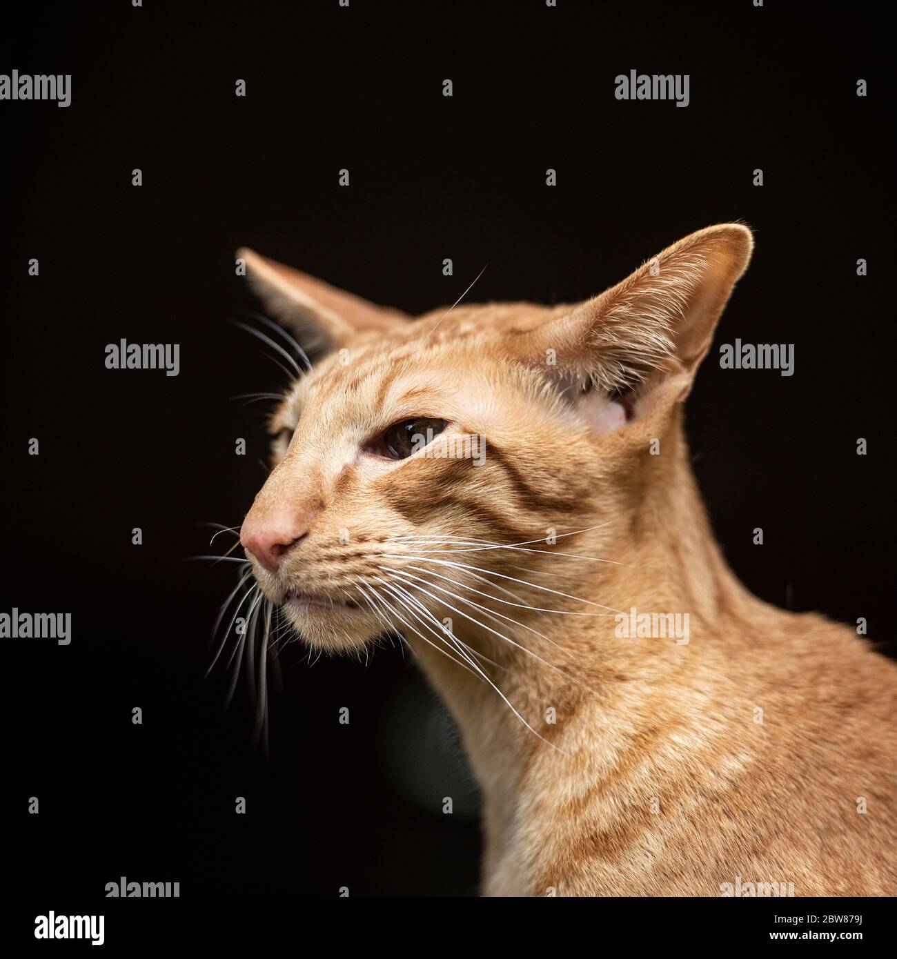 chat à motif stéthair oriental Banque D'Images