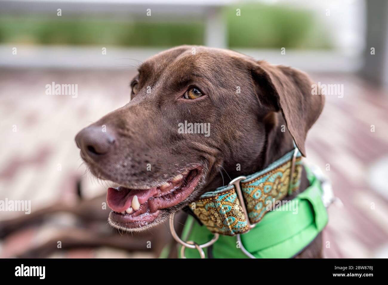 Portrait d'un chien heureux et brun avec un collier vert et harnais allongé sur une terrasse en bois au printemps Banque D'Images