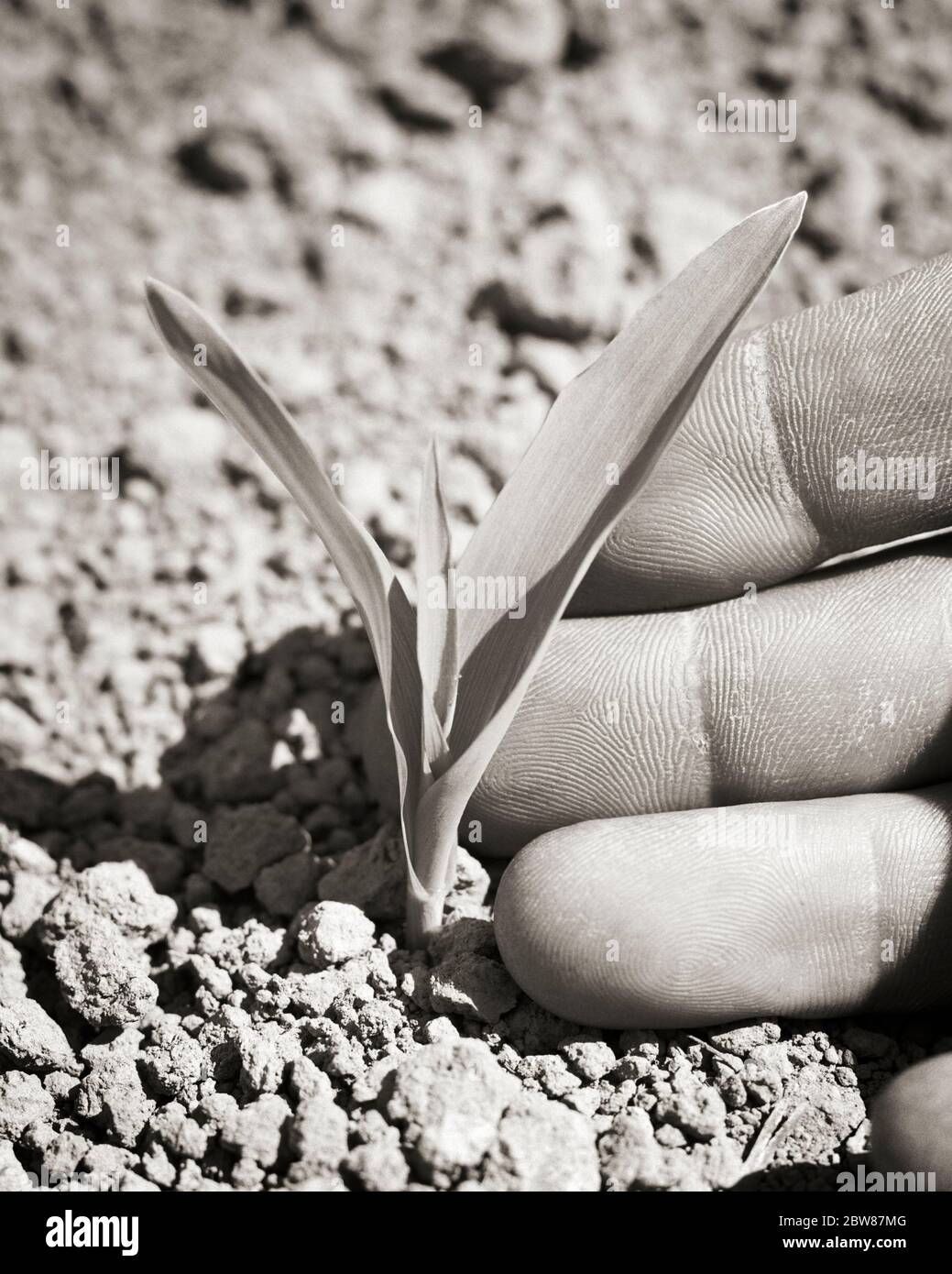 LES ANNÉES 1950 TOUCHENT LES FEUILLES D'UNE JEUNE PLANTE DE MAÏS QUI VIENT D'ÊTRE GERMÉE - C8779 HEL001 HARS KEYSTONE ÉTAT GERME DE MAÏS CONCEPTS SYMBOLIQUES GRAINS IDÉES DE CROISSANCE NOIR ET BLANC L'ETHNIE CAUCASIENNE NE TIENT QUE LA REPRÉSENTATION À L'ANCIENNE Banque D'Images