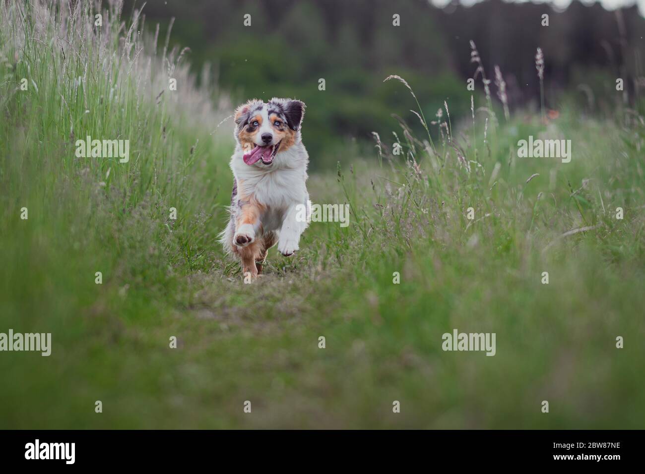 Chien berger australien bleu merle sautant sur la frontière intérieure allemande faible profondeur de champ élevé gras Banque D'Images