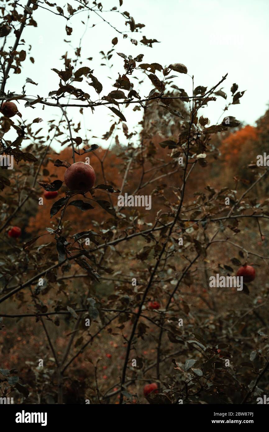 Pomme sur un fond de forêt d'automne dans les montagnes. Photographie de voyage en Ukraine. Automne dans les Carpates. Paysage de montagne d'automne. Banque D'Images