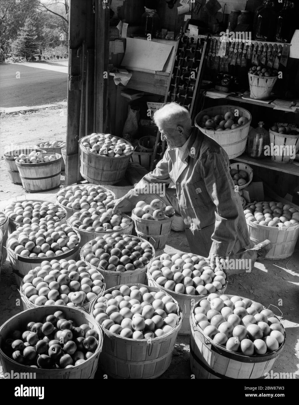 HOMME ÂGÉ DES ANNÉES 1950 S'AGENOUILLANT PARMI DES PANIERS DE BOISSEAUX DE POMMES RÉCOLTÉES FRUITS ALIMENTAIRES - F10075 HEL001 HARS S'AGENOUILLER OLDSTERS GRAND ANGLE OLDSTER AGRICULTEURS PARMI LES PROFESSIONS DE DISTRIBUTION D'VERGERS ANCIENS BUSHEL MANLY HOMME ÂGÉ EN BORD DE ROUTE NOIR ET BLANC CAUCASIEN ETHNICITÉ RÉCOLTÉE À L'ANCIENNE Banque D'Images