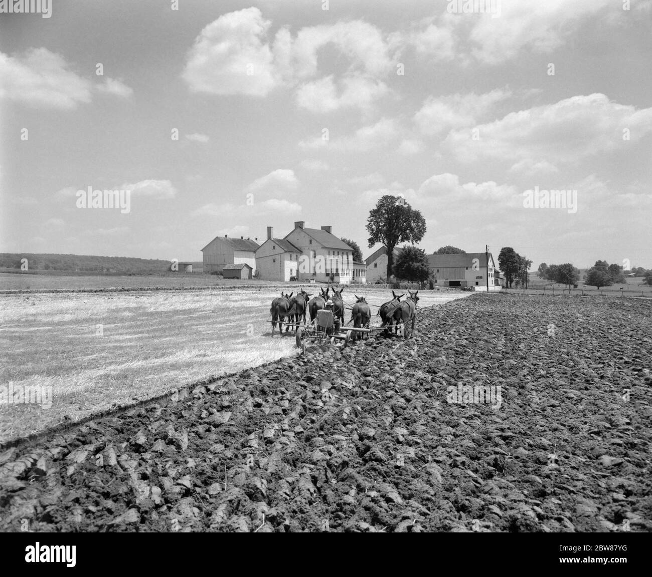 ANNÉES 1950 VUE ARRIÈRE FERME AMISH LABOURAGE CHAMP AVEC ÉQUIPE DE MULES BLANC MAISON DE FERME PEINTE ET LA GRANGE EN ARRIÈRE-PLAN PENNSYLVANIE USA - F10860 HEL001 HARS AGRICULTURE MÂLES TRANSPORT DU SOL AGRICULTURE B&W AMÉRIQUE DU NORD TERRE FERME MAMMIFÈRES CHARRUE SILHOUETÉ FERMIERS LANCASTER COUNTY TRAVAIL LABOURAGE VUE ARRIÈRE PROFESSIONS MULES TERRES AGRICOLES HARNAIS MANLY ANONYME ÉQUIPE MULE ÉQUIPES MULE BACK VIEW CROISSANCE MAMMIFÈRE MULE ÉQUIPE DESSINÉE NOIR ET BLANC RACE BLANCHE ANCIENNE Banque D'Images
