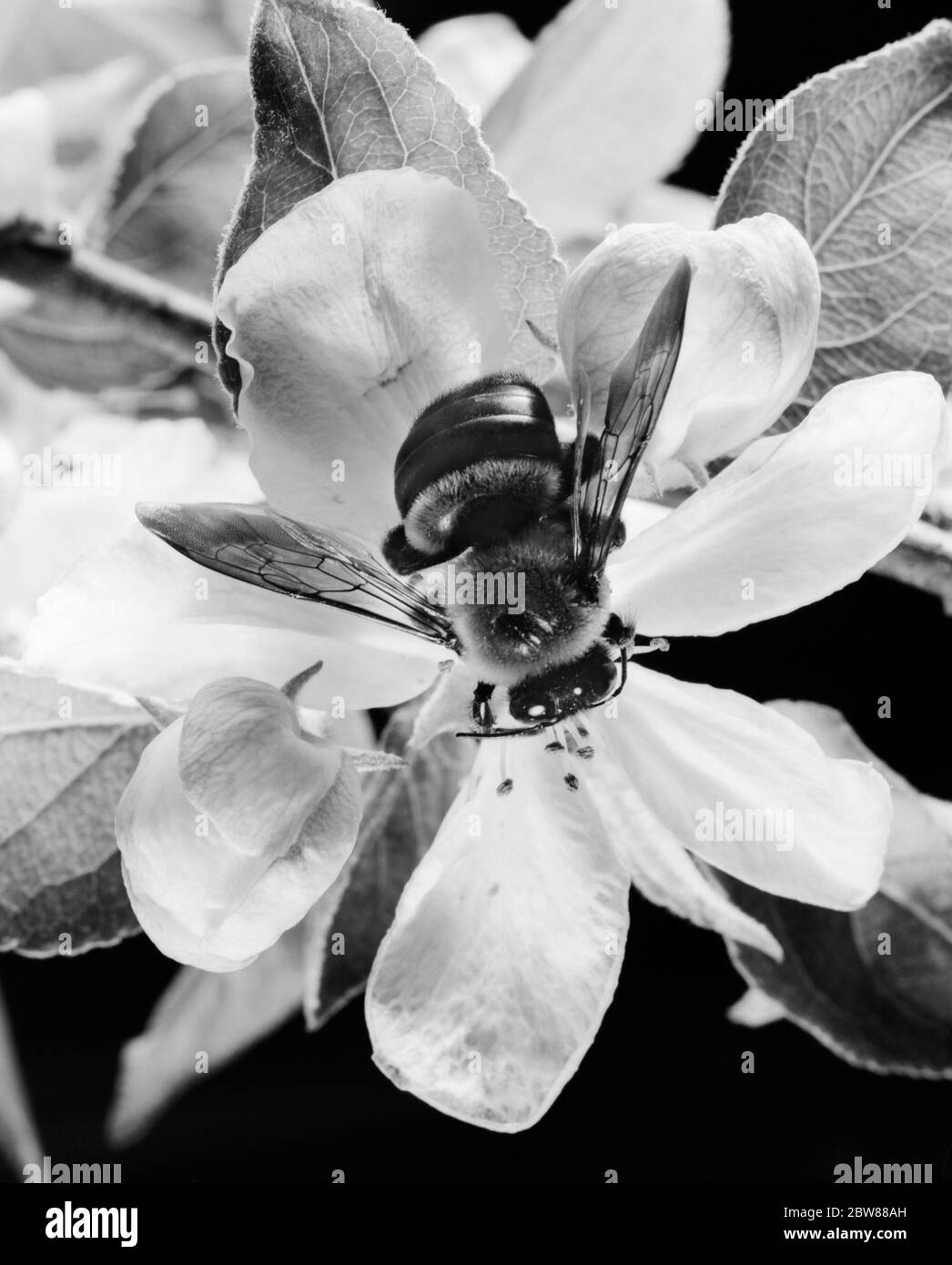 GROS PLAN DES ANNÉES 1950 SUR LA FLEUR DE POMME - POLLEN DE HEL001 HARS I4218 Banque D'Images