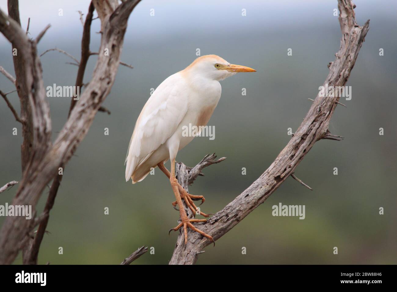 Bétail de l'Ouest Egret Banque D'Images