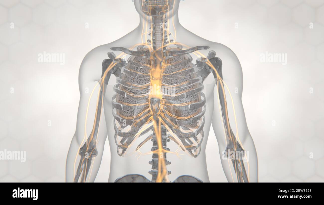 illustration 3d de la structure pulmonaire.pneumonie.tuberculose Banque D'Images