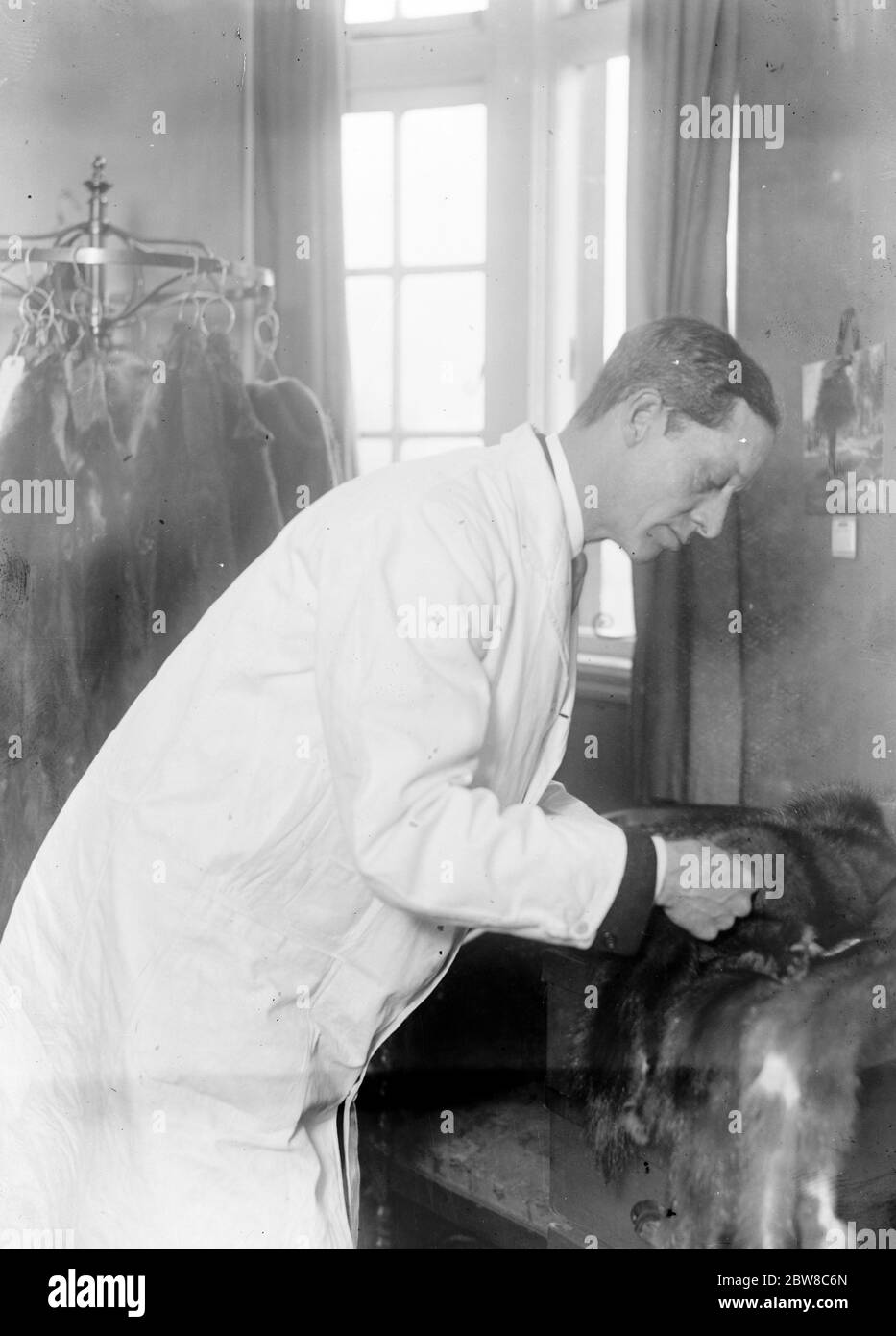 Lord Victor Paget comme furier dans un salon de la place de Hanovre . Lord Victor Paget examinant certains de ses sables. 31 janvier 1927 Banque D'Images