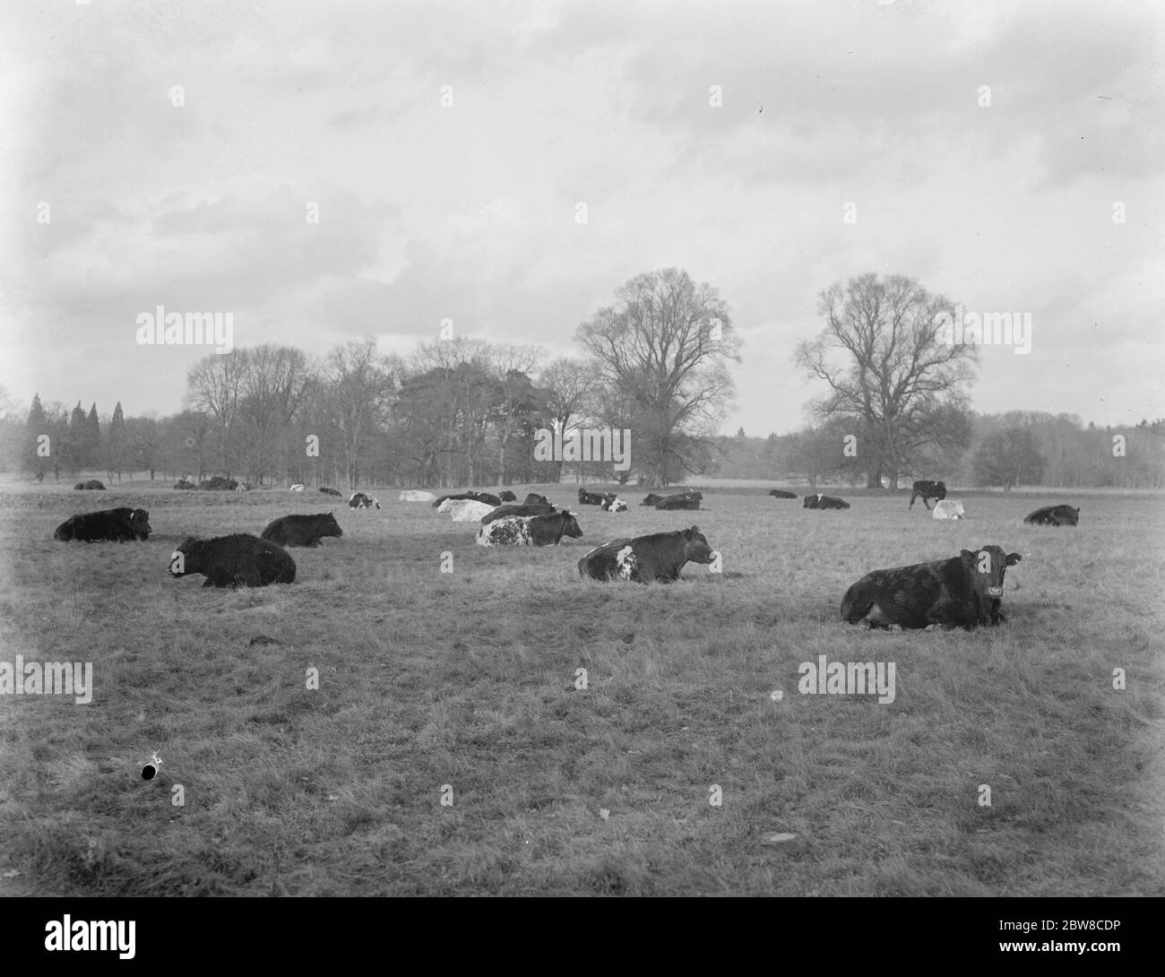 Une ferme australienne en Angleterre : idéal pour l'entraînement Empire Land à Lynford Hall , Norfolk . 30 janvier 1926 Banque D'Images