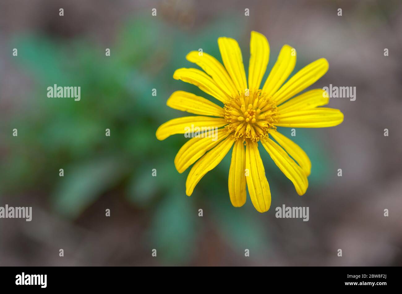 fleur jaune Banque D'Images